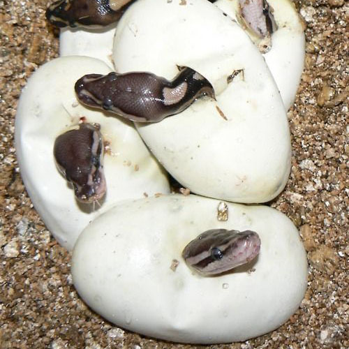 snake-eggs